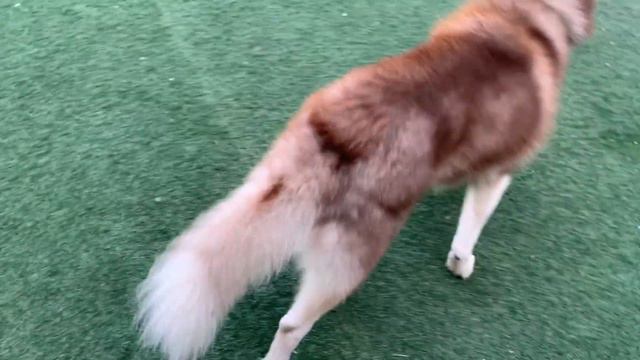 Husky Vs Alaskan Malamute Difference | Husky In India | Malamute In India