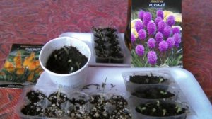 Лиатрис розовый из семян. Многолетник.