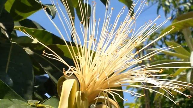 Albero dei soldi (Pachira aquatica) medicinal plant смотреть онлайн