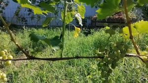 Отличие винограда Рошфор от Кардинала