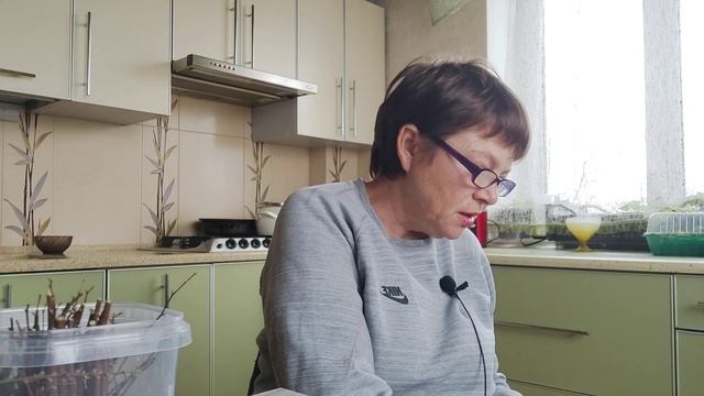 Черенкую спирею и рассказываю как открыть ИП по продаже растений в Беларуси.