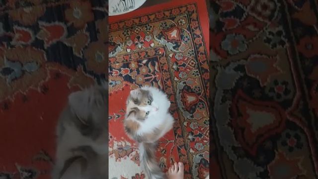 А что кушают на завтрак ваши любимцы? Муся кушает Флориду #кошкаест смотреть онлайн