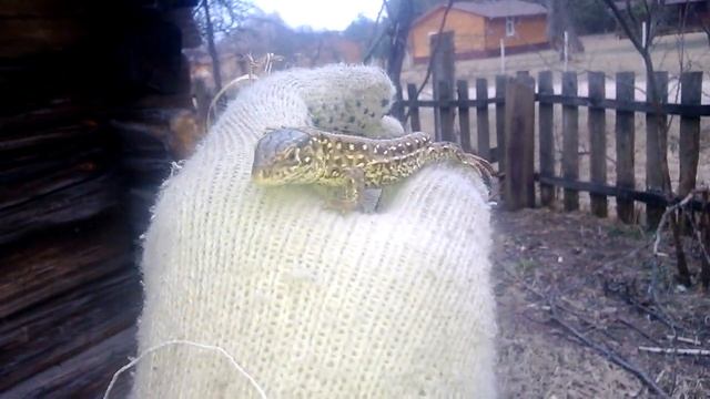 (132) Вышли из анабиоза. смотреть онлайн