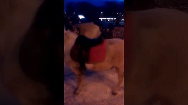 Здание (Калининград) смотреть онлайн