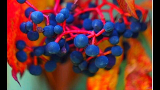 Как проростить и как купить семена Винограда Вичи триостренного? Саженцы из Сочи готовятся к сезону смотреть онлайн