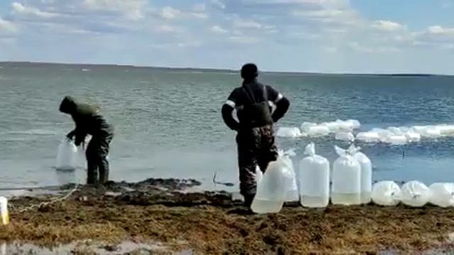 6 миллионов мальков пеляди в озере Саумалколь смотреть онлайн