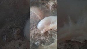 Пошагово как отварить конину на бешпармак.Как правильно варить конскую колбасу-шужик.