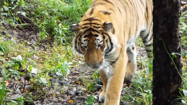 АМУРСКОМУ ТИГРУ ШЕРХАНУ 18 СЕНТЯБРЯ 2019г ИСПОЛНЯЕТСЯ ТРИ ГОДА смотреть онлайн