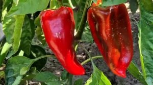 Полное Видео. Жизнь в Азербайджанской Деревне. 1 Час Лучших Деревенских Рецептов.