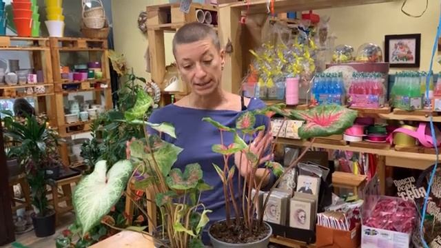 Каладиум - позволительная роскошь для каждого цветовода. Декоративнолиственный красавец.