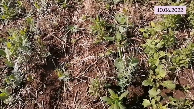 Горох + Горчица белая. Бинарные посевы. No-Till. смотреть онлайн