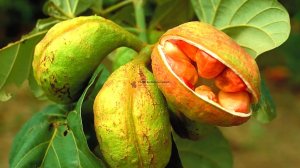 Орех кола / Как это растет