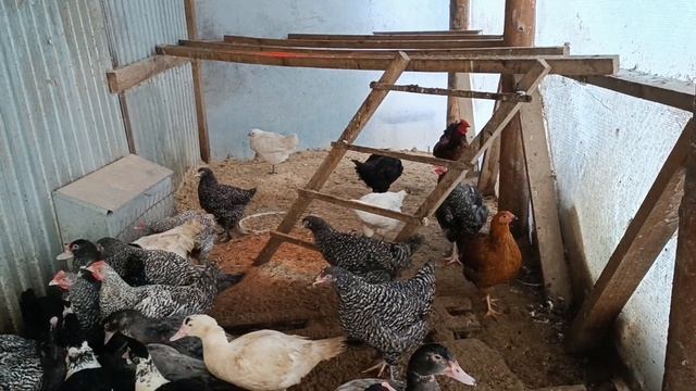 Осенние цыплята 2 смотреть онлайн