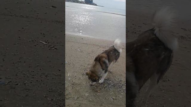 АНАПА❤МАЛЫШ-ОН ЖЕ ПИРАТ-ОН ЖЕ МОРСКОЙ ВОЛК😊❤🐶 смотреть онлайн