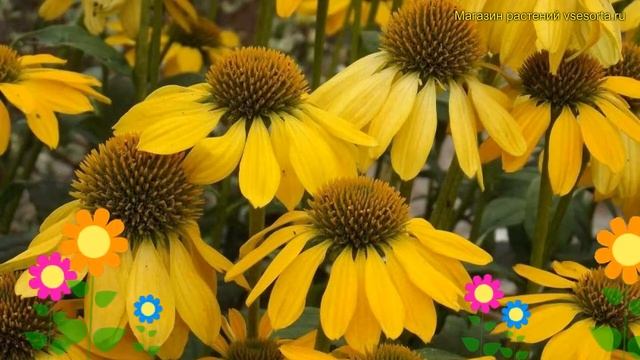 Эхинацея пурпурная Мэллоу Йеллоу. Краткий обзор, описание Echinacea Purpurea Mellow Yellow