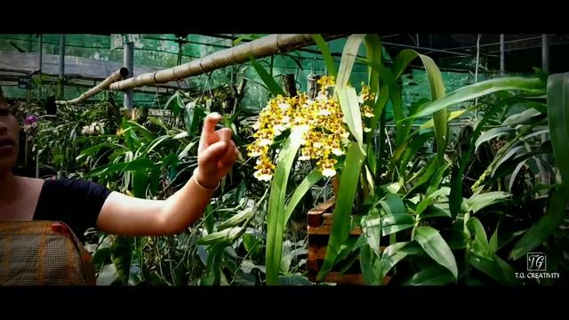 DIPHLU RIVER LODGE & KAZIRANGA NATIONAL ORCHID PARK AMAZING TOURIST PLACE TEZPUR ASSAM смотреть онлайн