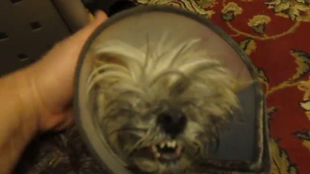 Talking dog lhasa apso Говорящая собака лхаса апсо смотреть онлайн