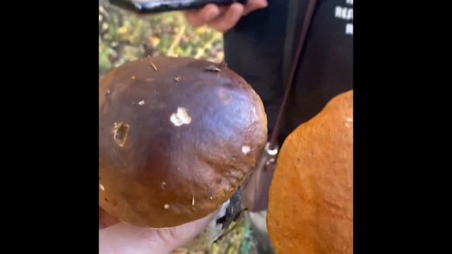 В лес по грибы ? ????? смотреть онлайн