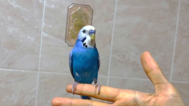 КАК ОПРЕДЕЛИТЬ ПОЛ И ВОЗРАСТ У ВОЛНИСТОГО ПОПУГАЯ! смотреть онлайн