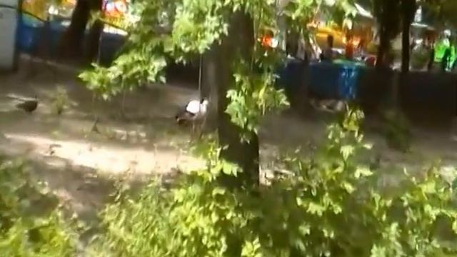 Розовый фламинго из Киевского зоопарка смотреть онлайн