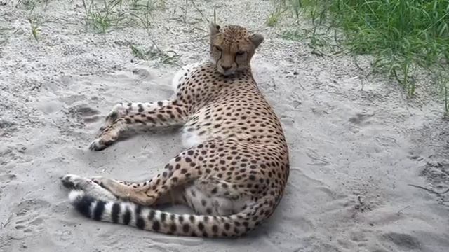 Берлинский зоопарк (Tierpark) I Жизнь в Германии I Зоопарк в восточном Берлине
