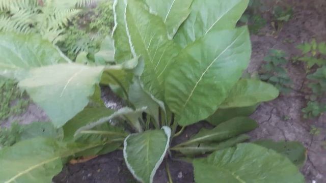 Роза во дворе. смотреть онлайн