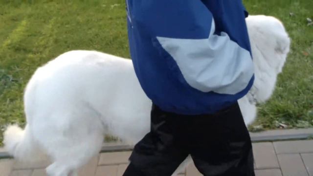 Дрессировка собак. Маремма (3) http://www.dogclass.ru/ смотреть онлайн