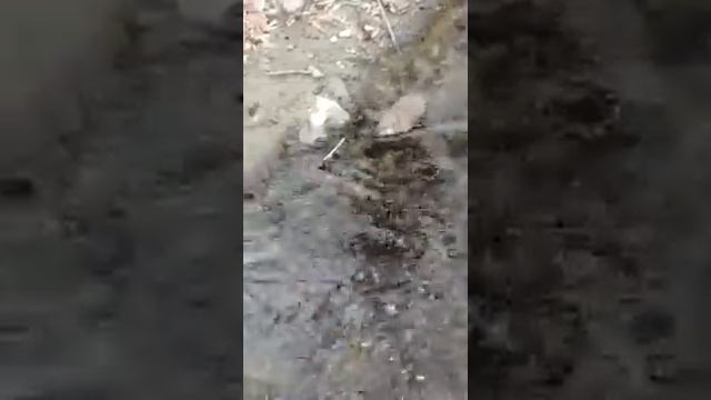 Крыса плавает в реке смотреть онлайн