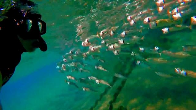 Египет. Красное море. Подводный мир Наама Бей. 16.12.2018 год (часть 8) смотреть онлайн