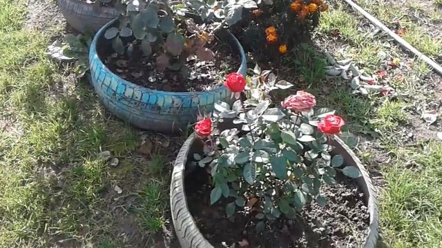 Огород, виноград, маньчжурский орех, абрикос. Огородные новости, первый заморозок. 27.09.2019 г. смотреть онлайн