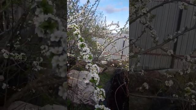 кубанская комета слива зацвела . по мне так с ней ни какие абрикосы не нужны . топ у нас ! смотреть онлайн