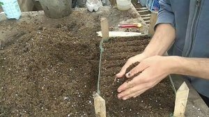 Рассада овощей на продажу. Начало.