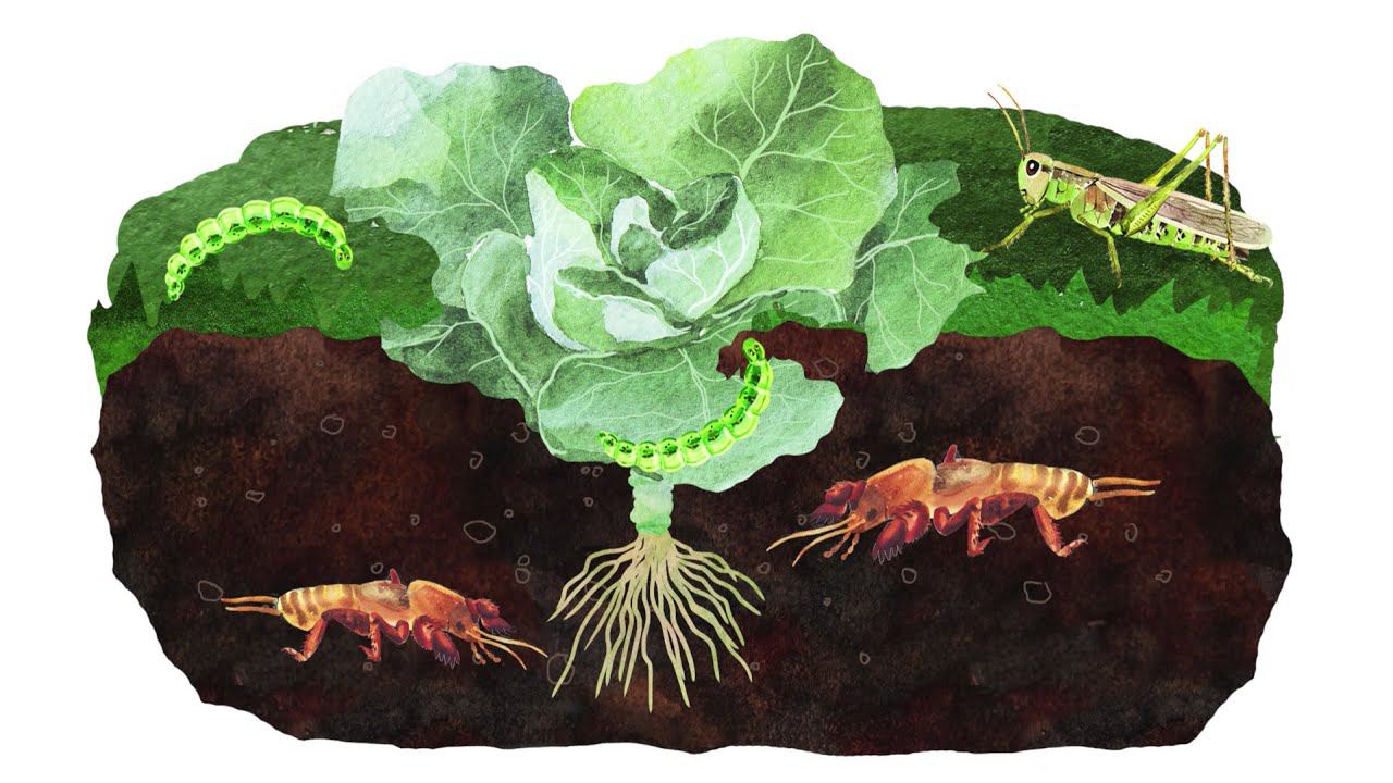 24.2. Чем опасны животные для человека смотреть онлайн