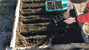 Посадка рассады лука батун И зелени в открытый грунт