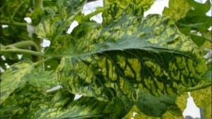 ТОМАТ ЛЮБАША F1 - РАННИЙ УРОЖАЙНЫЙ НЕПРИХОТЛИВЫЙ УСТОЙЧИВЫЙ К БОЛЕЗНЯМ И КАПРИЗАМ ПРИРОДЫ ГИБРИД