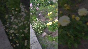 Простосад. Роза Блю Мун.Обзор.