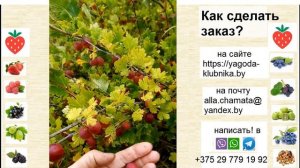 Крыжовник Фридония - поздний бесшипный сорт с красивой вкусной ягодой