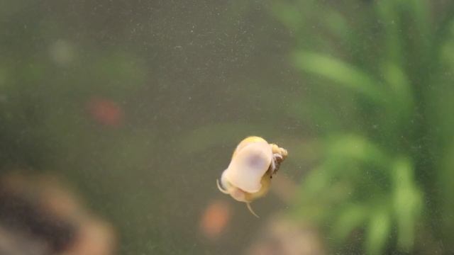 Аквариумная улитка Ампулярия желтая улитка очищает налет на переднем стекле аквариума 3 смотреть онлайн