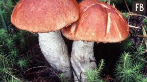 Что необходимо знать о грибах подосиновиках