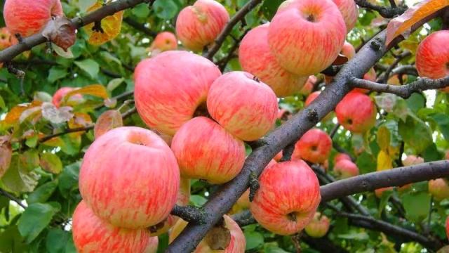 Как выбрать новый сорт яблок? (Агроном-селекционер Михаил Мазунин) смотреть онлайн