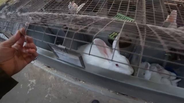 ЕСТЬ ЖЕЛАЮЩИЕ? РАБОТА В КРОЛЬЧАТНИКЕ И ВИНОГРАДНИКЕ