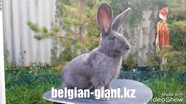 Кролики породы Фландр окрас голубой импорт РФ
