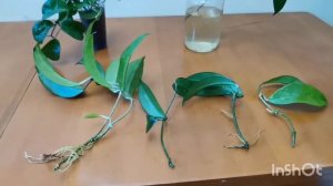 Хойя размножение черенками