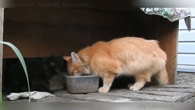 #Koshlandia Siberian Farm cats Фоксик Гоша и Мама Марго смотреть онлайн