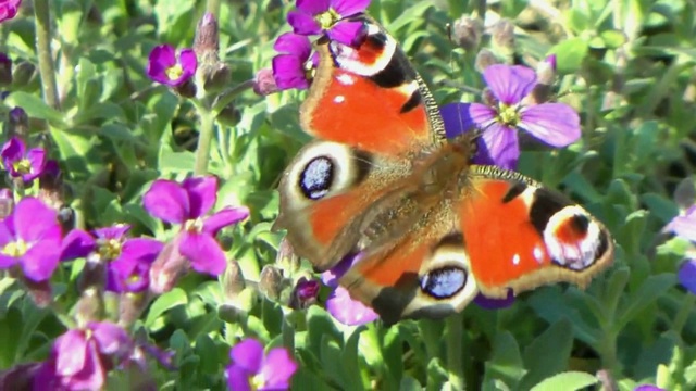 Ольга Лебедева  - Мы в этой жизни только гости ...