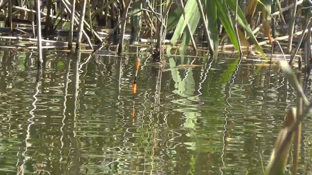 Рыбалка в дебрях камыша в болоте на три удочки Ukrainian fishing смотреть онлайн