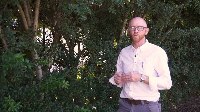 Burkwood osmanthus (Osmanthus × burkwoodii) - Plant Identification смотреть онлайн