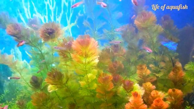 red cabomba aquarium plant /full information about red cabomba aquarium plant /aquatic plant care смотреть онлайн