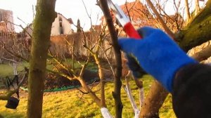 КАК ОБРЕЗАТЬ СЛИВУ ВЕСНОЙ.  Удержание высоты и урожая.