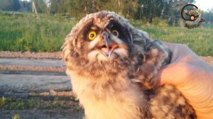 Забавные зверюшки. Маленькая сова / Funny little creatures. The little owl.